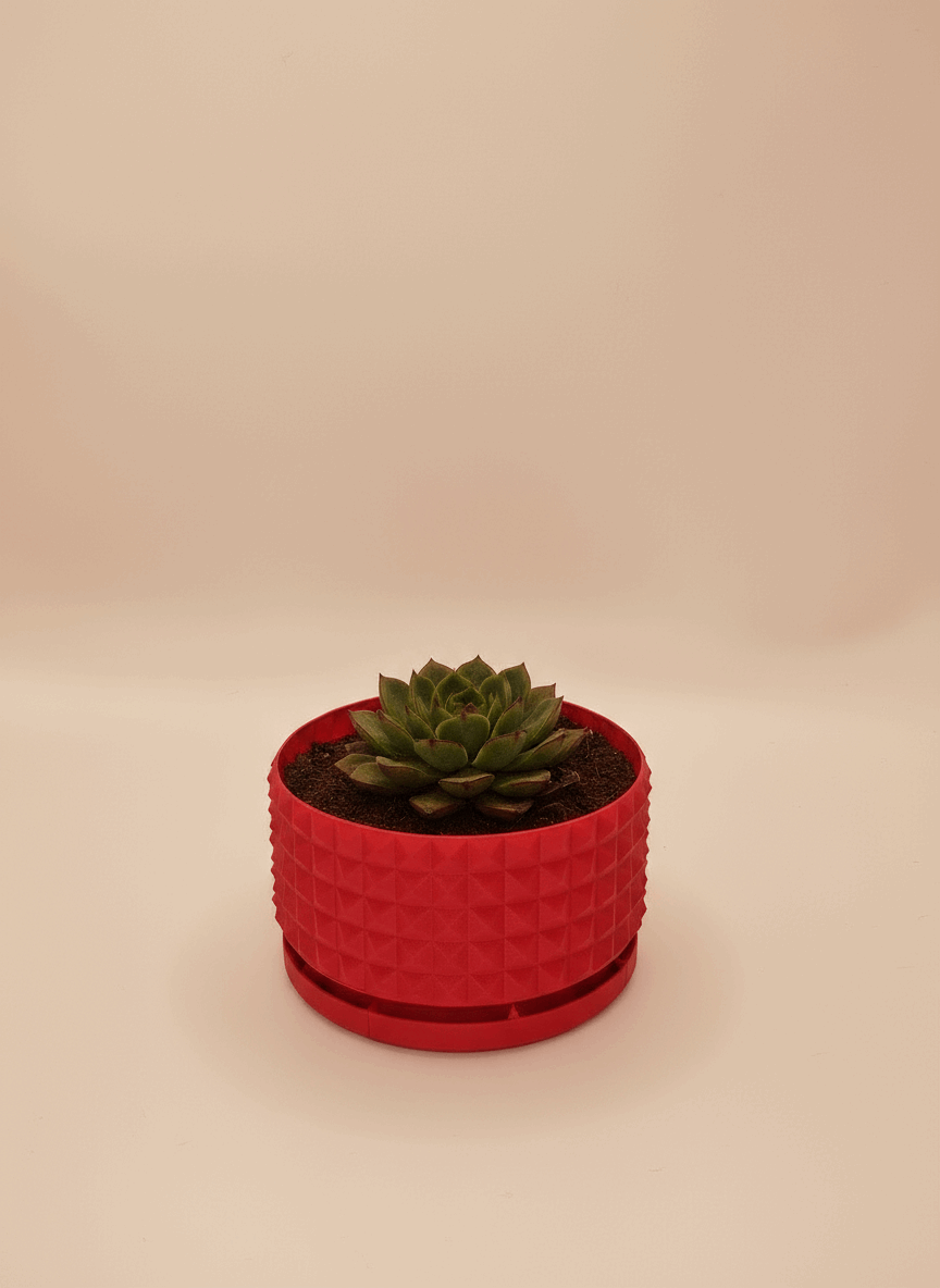 Studded Pattern Starter Planter with Drainage - Toys Decor & More