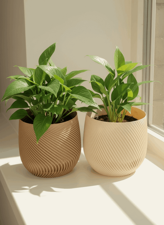 Spiral Style Starter Planter with Drainage - Toys Decor & More
